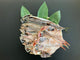 南房総 魚鷹 干物セット(7種/4種)